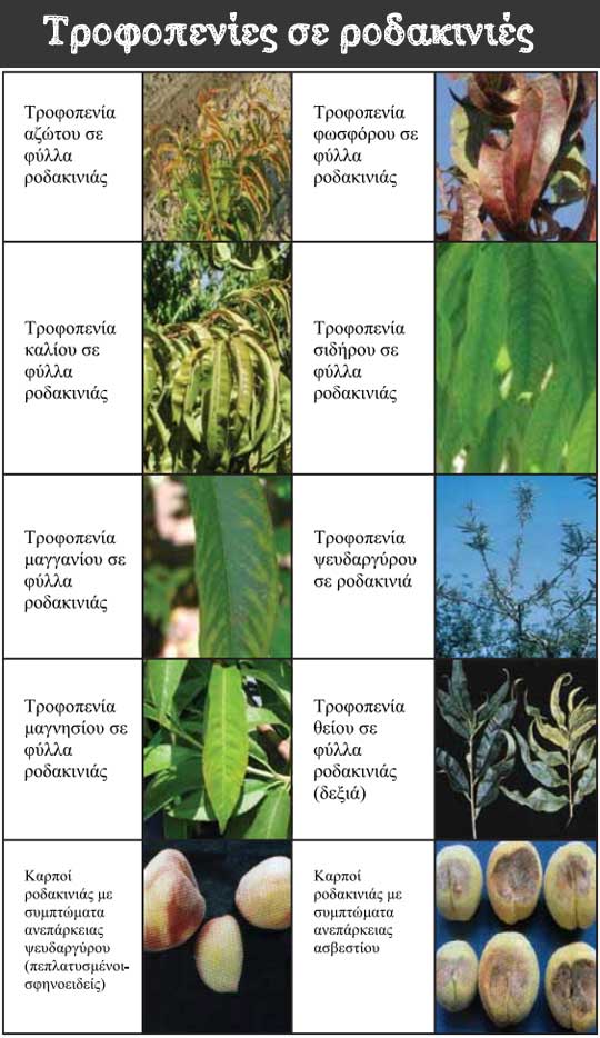 trofopenies rodakinia