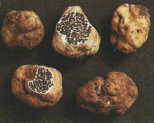 truffle2