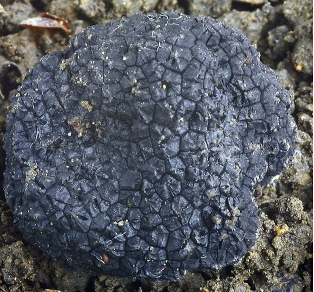 truffle3