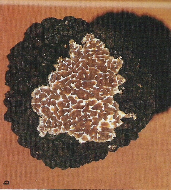 truffle4