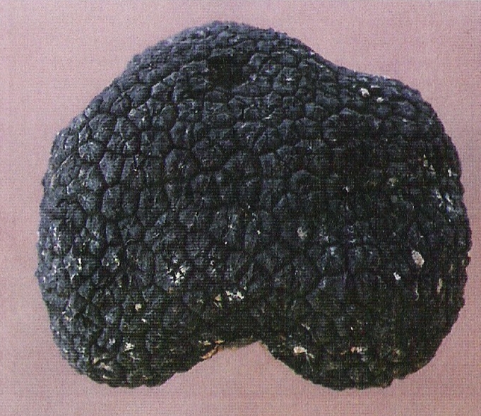 truffle5