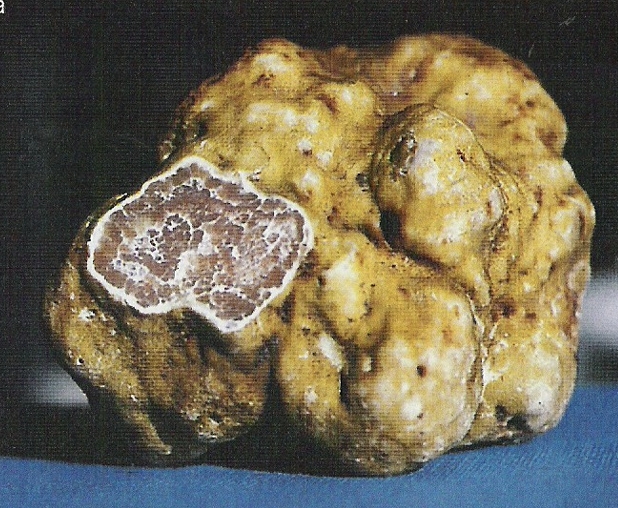 truffle7