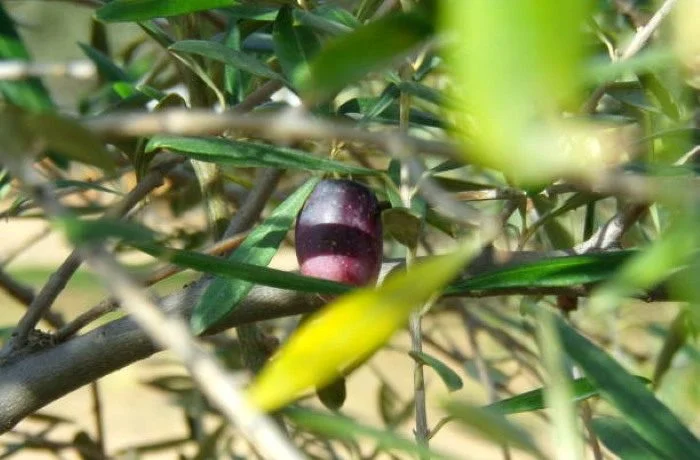 varieta di olivo 3 e1736253087580
