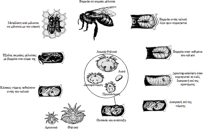 varroa