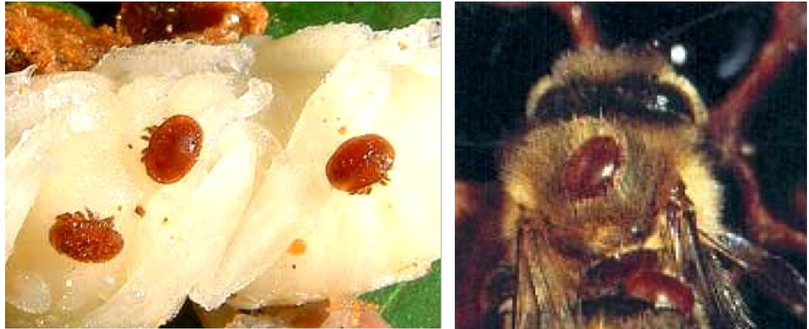 varroa2