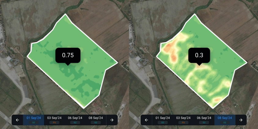 what is ndvi split view.jpg
