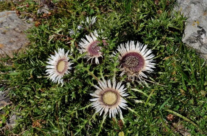 xylella ossido di carlina pianta di Carlina acaulis