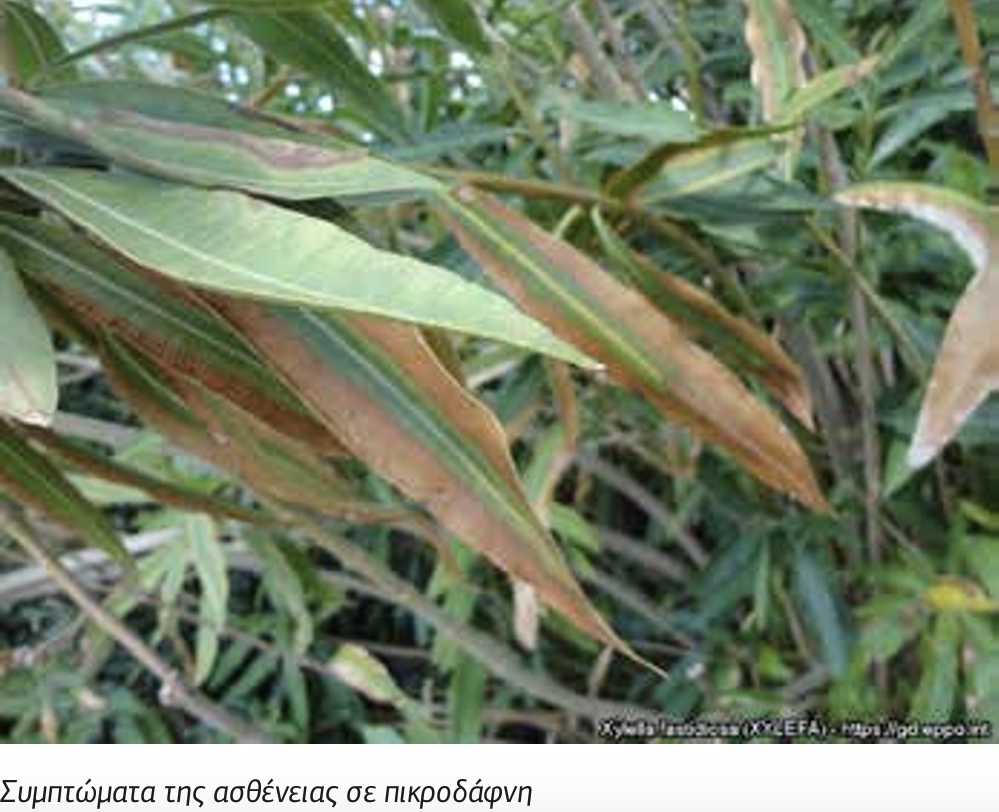 xylellla